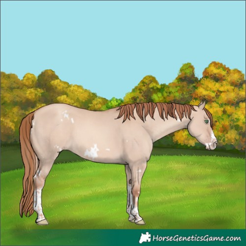 Horse Color:White Spotted Gold Champagne Dun Splash Tobiano