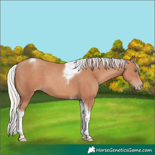 Horse Color:Silver Classic Champagne Tobiano 