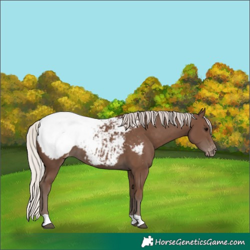 Horse Color:Silver Black Appaloosa