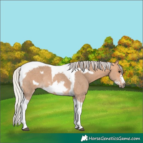Horse Color:Silver Bay Dun Sabino Tobiano Frame Rabicano 