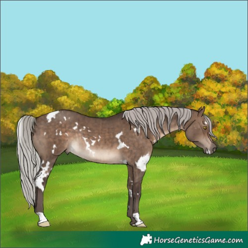 Horse Color:White Spotted Silver Brown Dun Rabicano Brindle 