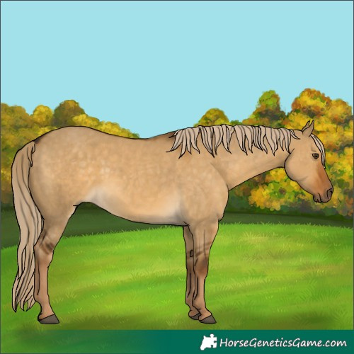 Horse Color:Chocolate Palomino Dun
