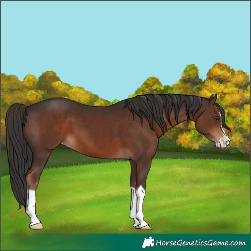 Horse Color:Liver Chestnut Sabino Splash Appaloosa