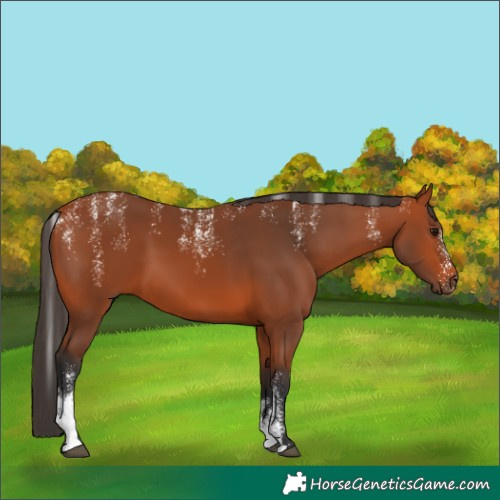 Horse Color:Powder White Bay 