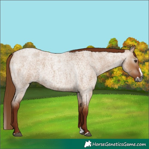 Horse Color:Gray White Spotted Red Dun Roan Splash 