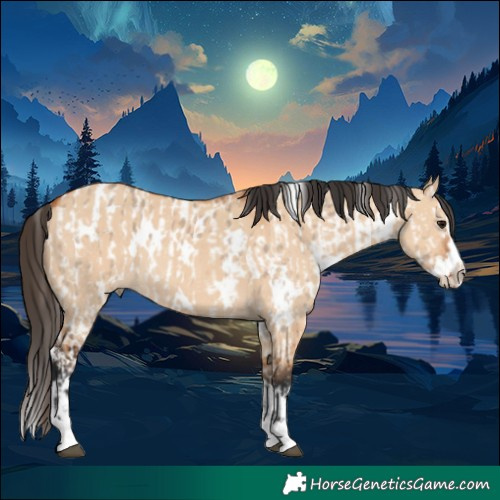 Horse Color:Brown Dun Near Leopard  and White Spotted Bay Dun Splash Rabicano 