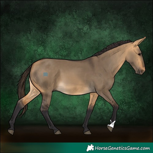 Horse Color:Buckskin Dun 