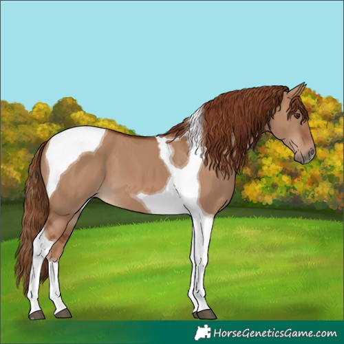 Horse Color:Red Dun Tobiano 