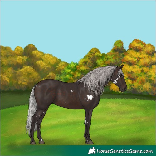 Horse Color:White Spotted Silver Brown