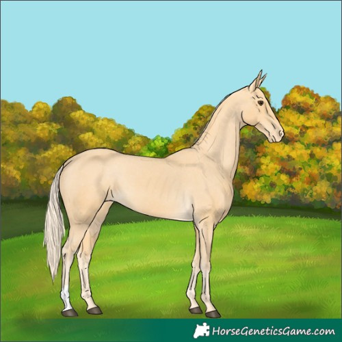 Horse Color:Palomino Varnish 