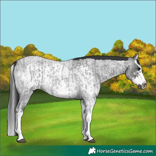 Horse Color:Blue Roan Sabino Splash  and Blue Roan Sabino Splash Frame 