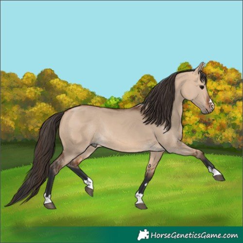 Horse Color:Bay Dun Rabicano