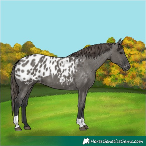 Horse Color:Grullo Blanket