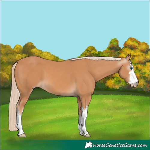Horse Color:Gray White Spotted Cremello