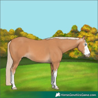 Horse Color:Gray White Spotted Cremello 