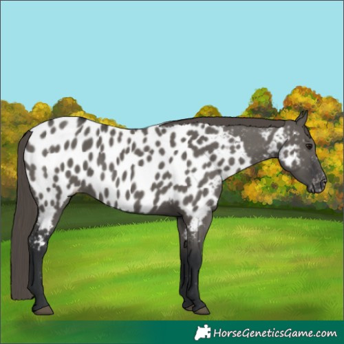 Horse Color:Grullo Near Leopard 