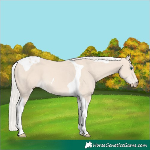 Horse Color:Cremello Tobiano 