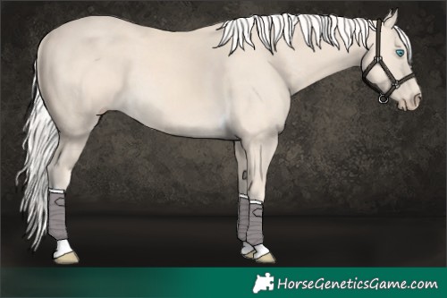 Horse Color:Cremello Tobiano Rabicano