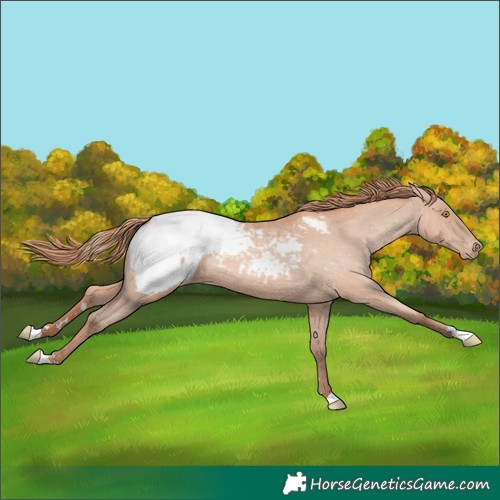 Horse Color:Gold Champagne Snowcap