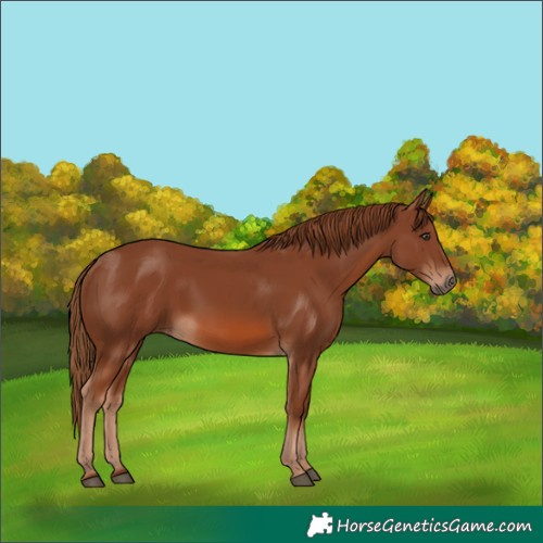 Horse Color:Chestnut 