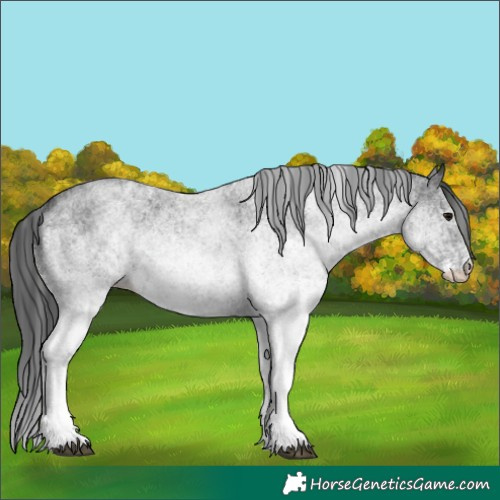 Horse Color:White Spotted Blue Roan 