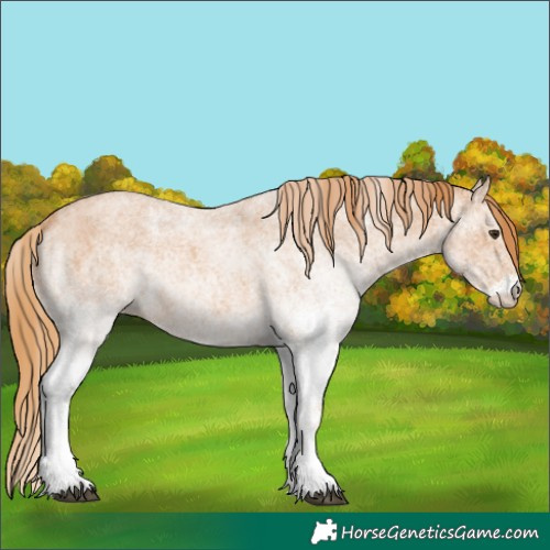 Horse Color:White Spotted Red Roan 