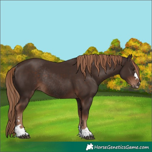 Horse Color:Liver Chestnut Rabicano