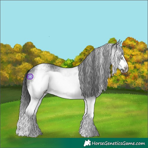 Horse Color:White Spotted Blue Roan Splash Frame Varnish