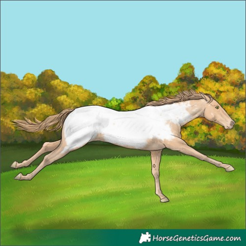 Horse Color:Gold Champagne Near Fewspot 