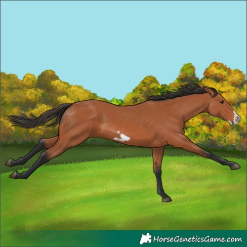 Horse Color:Bay Frame 