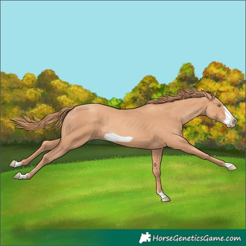 Horse Color:Gold Champagne Frame