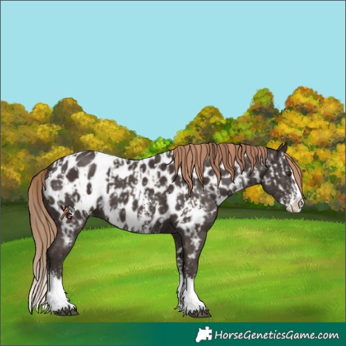 Horse Color:Liver Chestnut Sabino Splash Near Leopard and Liver Chestnut Sabino Splash Near Leopard
