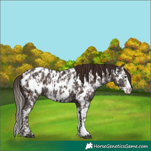 Horse Color:Liver Chestnut Sabino Splash Near Leopard  and Liver Chestnut Sabino Splash Near Leopard 
