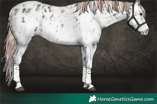 Horse Color:Liver Chestnut Sabino Splash Appaloosa and Liver Chestnut Sabino Splash Frame Appaloosa