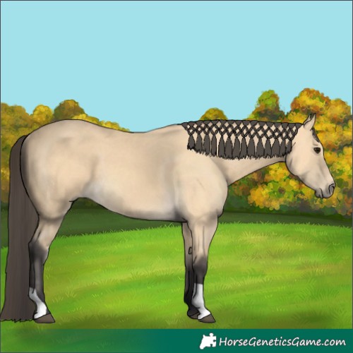 Horse Color:Buckskin