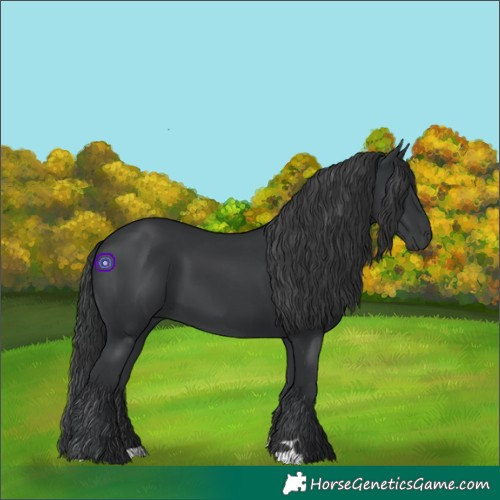 Horse Color:Black 