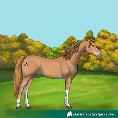 Horse Color:Chestnut Tobiano Frame