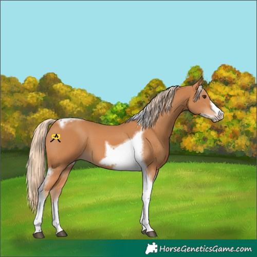 Horse Color:Chestnut Tobiano Frame 
