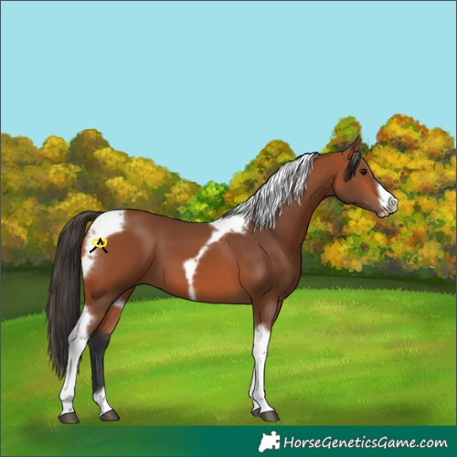 Horse Color:Bay Tobiano Frame