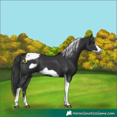 Horse Color:Black Tobiano Frame
