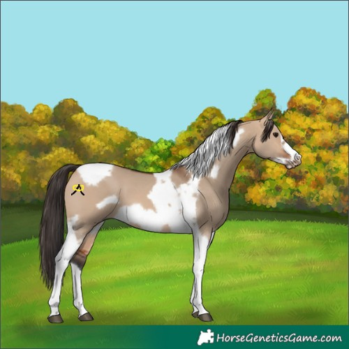 Horse Color:Bay Dun Tobiano Frame