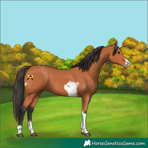 Horse Color:Bay Tobiano Frame