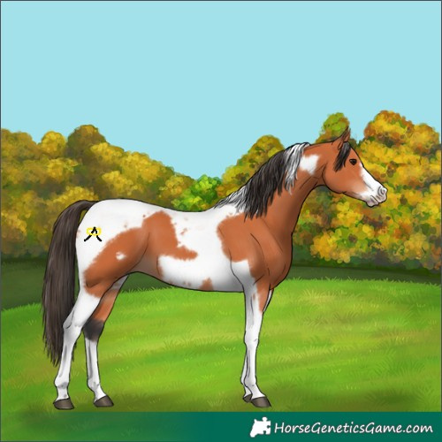 Horse Color:Bay Tobiano Frame 