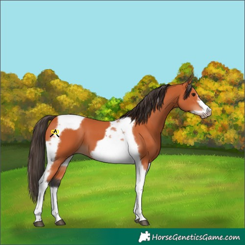 Horse Color:Bay Tobiano Frame