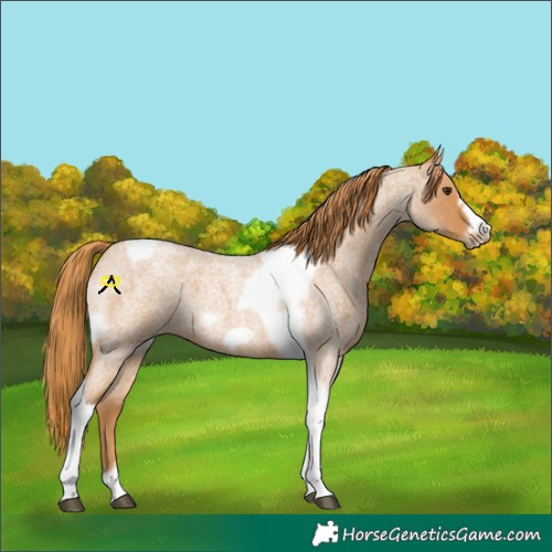 Horse Color:Red Roan Tobiano Frame 
