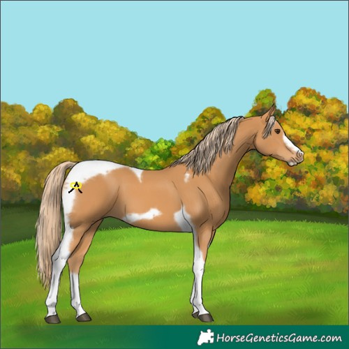 Horse Color:Chestnut Tobiano Frame