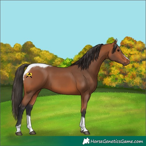 Horse Color:Bay Tobiano Frame 