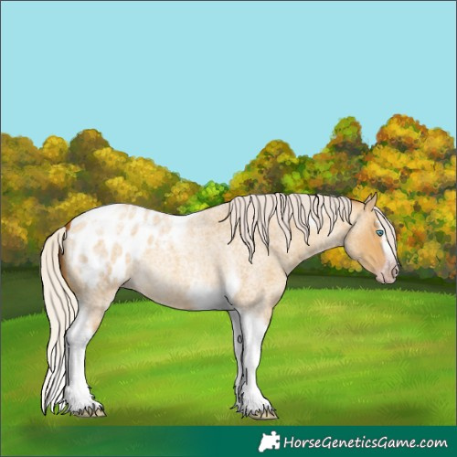 Horse Color:Gray Silver Amber Cream Champagne Roan Dun Splash Tobiano Frame Appaloosa Rabicano 