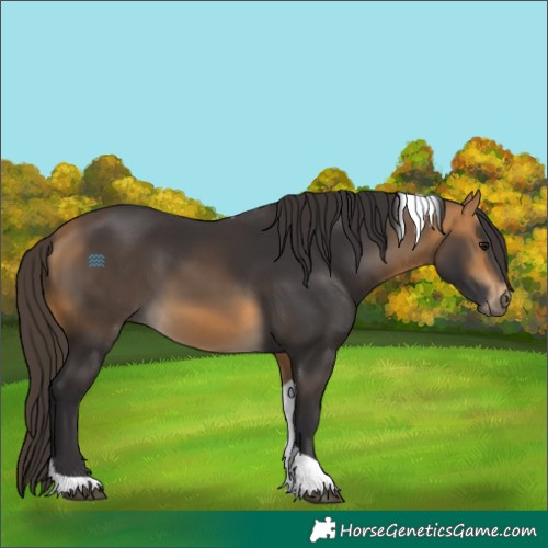 Horse Color:Buckskin Tobiano