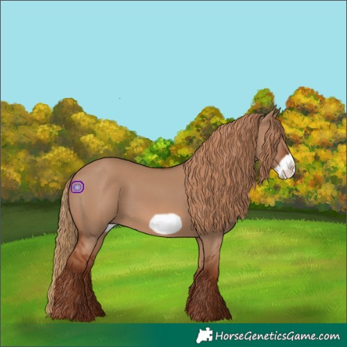 Horse Color:Red Dun Frame